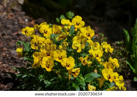 Yellow pansies with green leaves on the ground. 