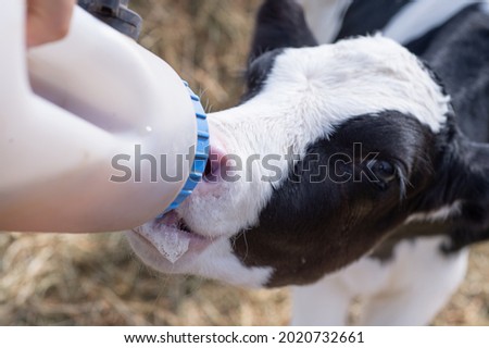  cute   little calf   eating  near  hay. nursery on a farm. rural life. close up Royalty-Free Stock Photo #2020732661