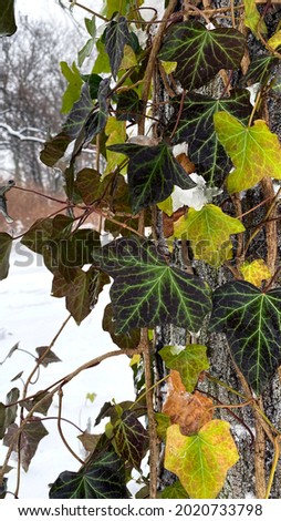 Leaves of ivy on the winter background. Frozen weather in the park.