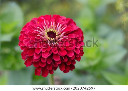 Beautiful red Gerbera is blooming. Flower Zinnia background. Mature majors flower. Gerbera is a genus of plants in the daisy family. Pink Common Zinnia. Red majors flower closeup.
