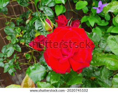 Rose (rosa) 'Dearly Departed' a summer flowering plant with a red summertime flower stock photo image