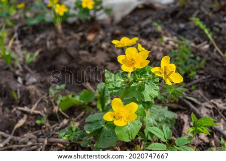 Caltha palustris - marsh plant with yellow petals. Early flowering of primroses in swampy areas in the forests and meadows of Europe in spring and not only. Royalty-Free Stock Photo #2020747667
