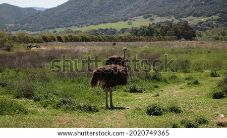 Ostrich running free in Solving, California