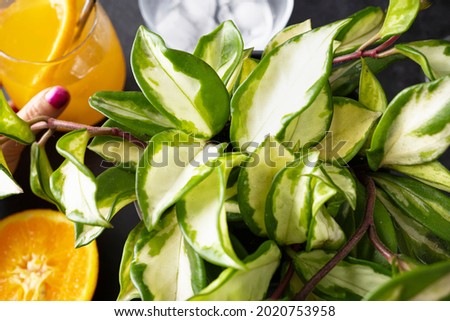 
Hoya carnosa tricolor, pet friendly climbing and hanging plant and orange juice. Photography of indoor plants and drinks. Royalty-Free Stock Photo #2020753958
