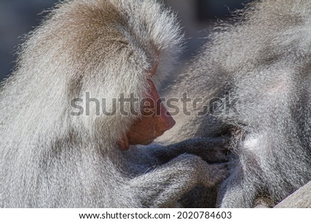 Portrait of a male baboon with grey hair delousing another one