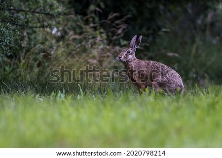 A shallow focus shot of a hare sitting on the green grass