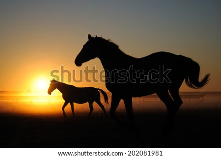 A herd of horses at dawn. Horses come in a landscape at sunrise, silhouette