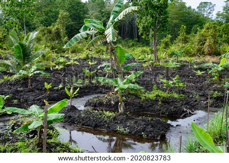 Photo of long term vegetables and crops grown on traditional farms. The condition of swamps and mud is managed by making ditches to isolate water so that plants can thrive                       Royalty-Free Stock Photo #2020823783