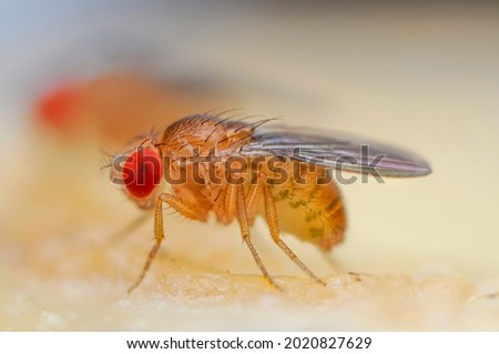 Fruit fly or vinegar fly (Drosophila melanogaster) on banana fruit surface. Royalty-Free Stock Photo #2020827629