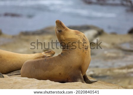 A sea lion sleeping with it's nose up in the air.