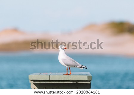 Seagull sitting on a bench at a lake.
