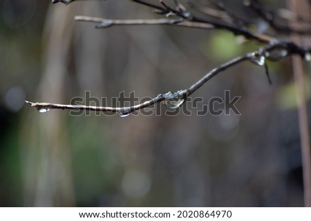 waterdrops on tree with outdoor background selective focus