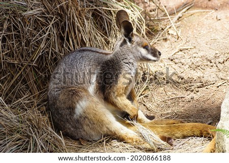 A rock wallaby sitting on the ground                               