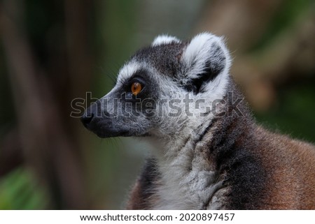 Lemur closeup picture of face