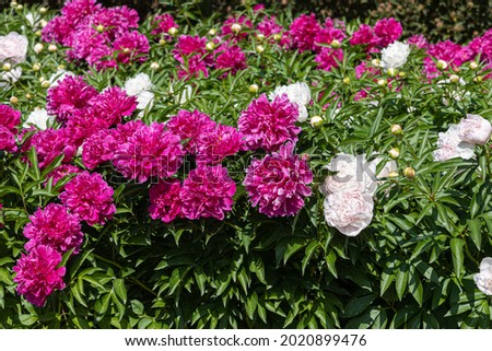 Pink and white Peony flowers with beautiful green leaves bloom in summer in the garden