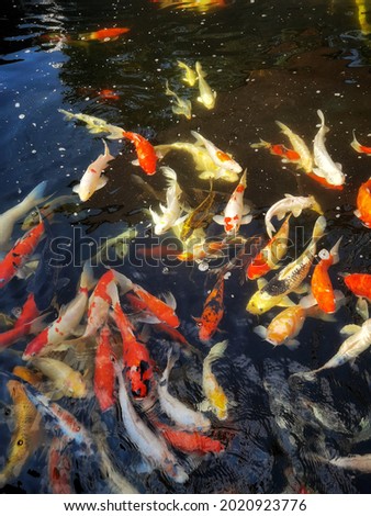 top of view of koi fish in the pond