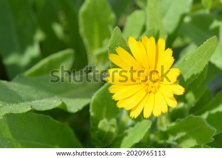 Calendula arvensis M.Bieb. Yellow flower in the garden. 