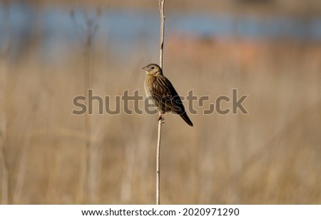 a lone finch sitting on grass