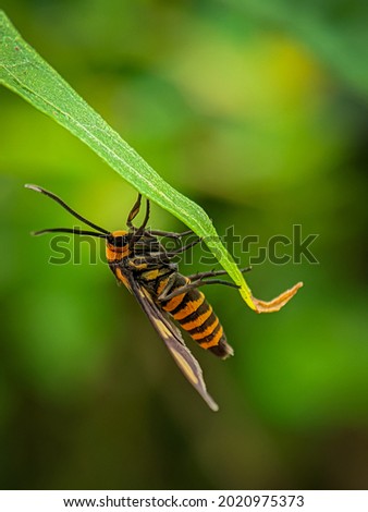 Amata huebneri, the wasp moth, is a moth in the genus Amata of the family Erebidae. Selective focus image.
