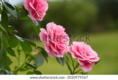 beautiful pink roses close up
