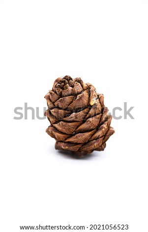 Cedar cone with pine nut isolated on a white.  Royalty-Free Stock Photo #2021056523