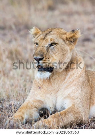 A lioness sitting on the grass. Taken in Kenya