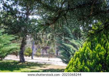 Water drops falling from pine tree branches. Beautiful nature photo for background.