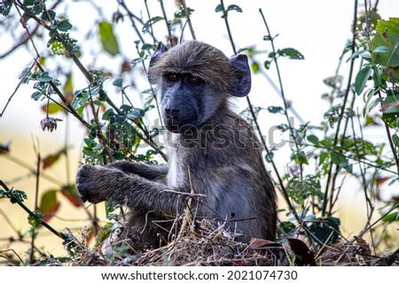 Cape baboons in the Savannah 