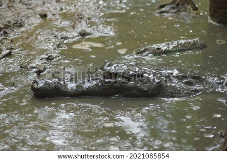 The crocodile is camouflaging in the mud photo