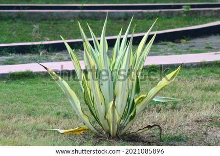green white plant with pointed leaves photo