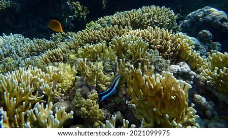 Bluestreak cleaner wrasse (Labroides dimidiatus) undersea, Red Sea, Egypt, Sharm El Sheikh, Nabq Bay