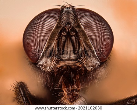 fly portrait with extreme macro photography