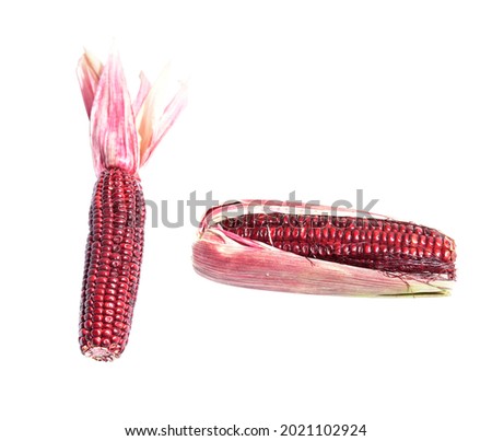 Fresh purple or violet corn isolated with clipping path in white background, no shadow