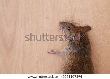 Picture of a large brown rat found in Thailand on a light brown background.
