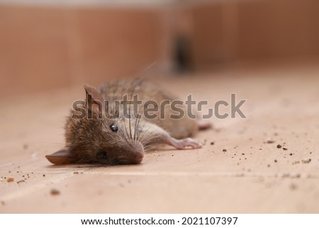 Picture of a large brown rat found in Thailand on a light brown background.