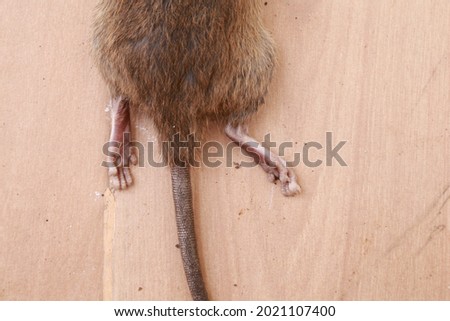 Picture of a large brown rat found in Thailand on a light brown background.
