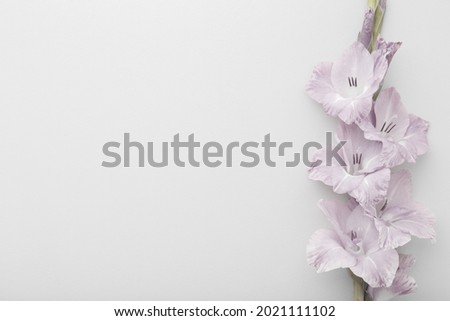 Fresh gladiolus flower on light gray table background. Closeup. Condolence card. Empty place for emotional, sentimental text, quote or sayings.  Royalty-Free Stock Photo #2021111102
