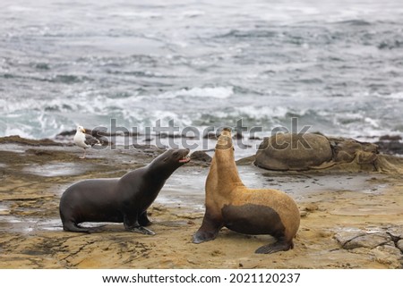 A male and a female sea lion roaring at each other by the ocean.