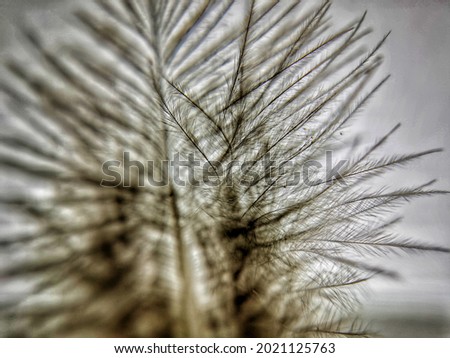 Close up view of a part of a feather. Selective focus close-up photography. Wallpaper art concept.