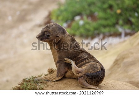 A cute wet sea lion pup with sand all over scratching it self with it's flipper.