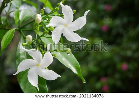 fresh white flower in green garden nature banner background