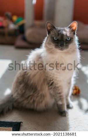 Gray Fluffy Indoor Cat with Blue Eyes