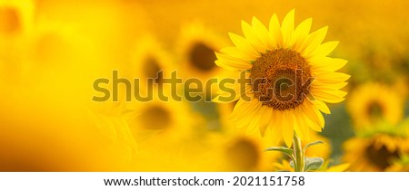 Sunflower background in a yellow field Royalty-Free Stock Photo #2021151758