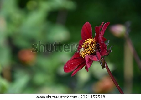 colorful flowers and flying bees