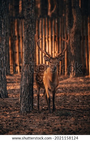 a young deer in the forest at sunset