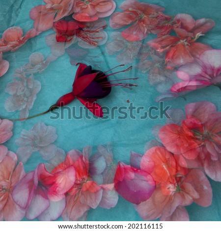 vintage wallpaper background with flowers of geranium and fuchsia