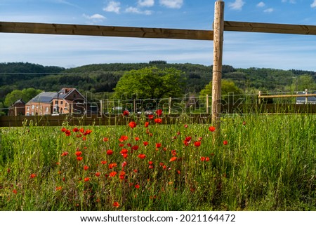 Toeristic picture of Herock in city Houyet.  Beautifull red poppy's with blue sky and nature
