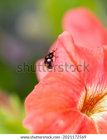Ladybug on petunia flowers in the garden. Garden pest control. A useful beetle.