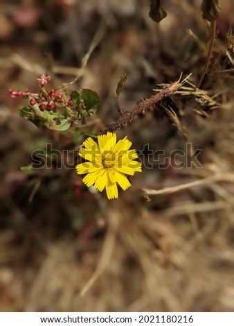 Yellow Flower Isolated California Coast