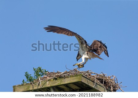 The western osprey. Females bringing caught fish to the nest for young .